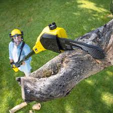 Best Tree Mulching Services  in Seeley, CA